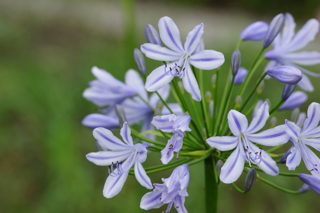 此花花型娇美,就像是满天的繁星一样,寓意着多子多福