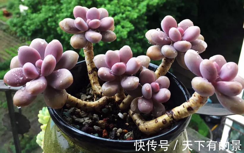 多肉植株|室内养多肉，淋雨后该怎么处理？分情况