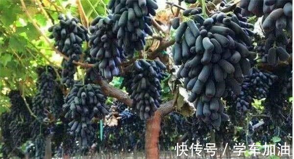 阳台|阳台选了“它”,比花还漂亮,不怕寒不怕晒,还可以吃,一举多得!