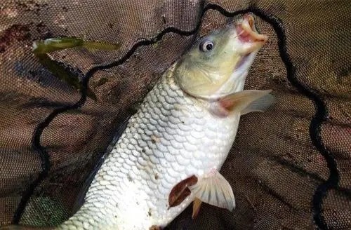 调漂|这样调漂,每一口都清楚有效,大小鲤鱼狂上钩!