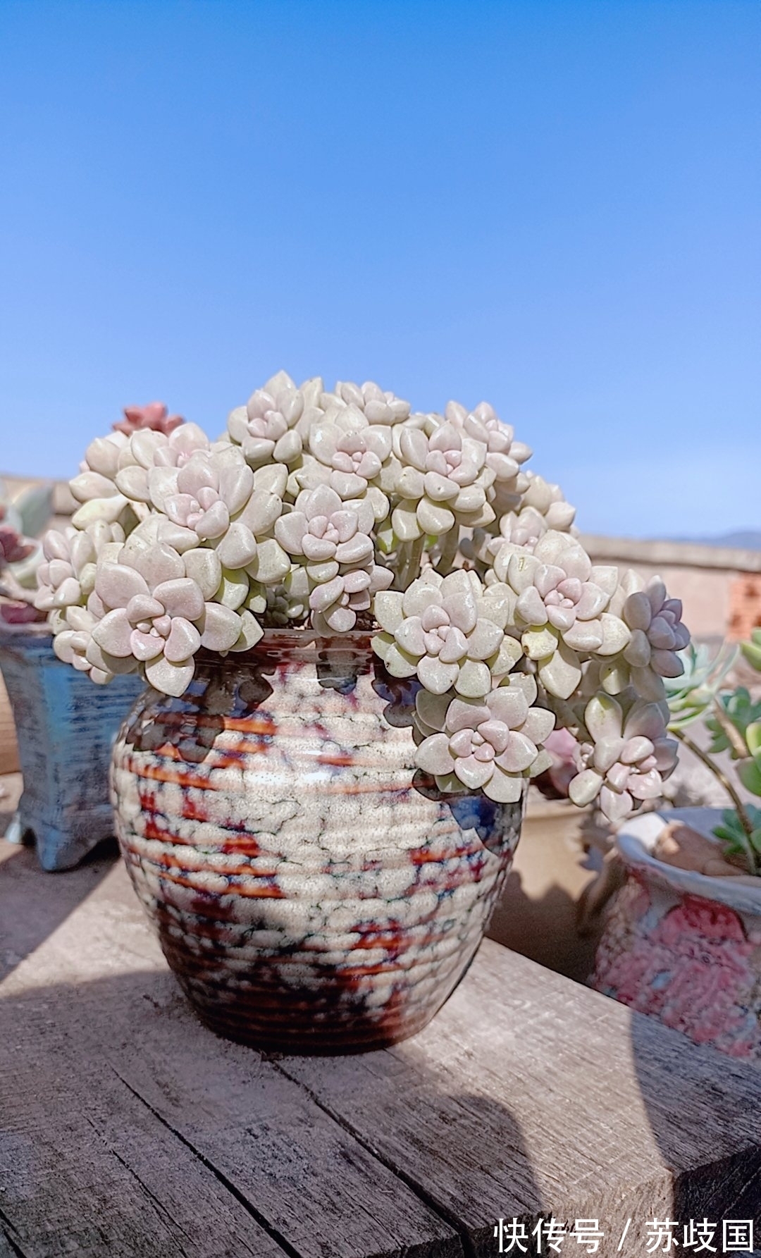 这“三多肉”是爆崽小能手,颜值高易爆盆,却因便宜“无人问津”