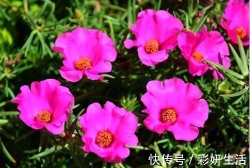 太阳花|漂亮美艳的4种花,一年开花很多次,香气四溢