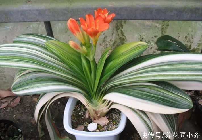 秋季给君子兰换土,通过3点判断是否该换,掌握方法不影响开花