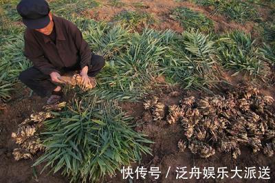 路老|一片小生姜,能治偏头痛、关节炎、脱发,赶快来学习用法吧!