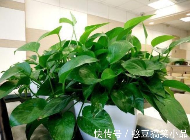 4种花好养易活,旺财又养人,叶子漂亮,还能开花,懒人最适合!
