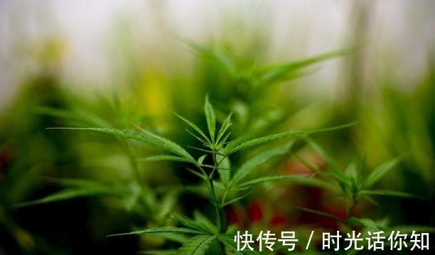 白羊座|9天内，双喜临门，贵人帮，不再停留，难挡柔情，爱情甜蜜！