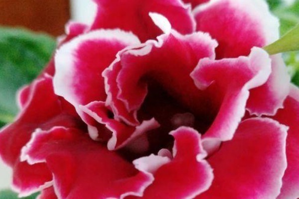 此花花朵姹紫嫣红,美的仿佛从画中而来,令人过目难忘