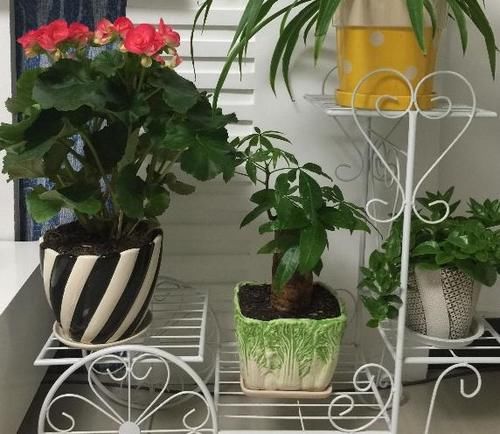 爱花养花，天冷打理就不能忽视这些因素，不然一盆不剩