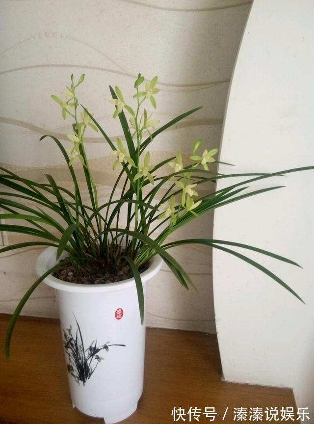 满屋|最值得养的兰花,养护容易,四季常开花,清香飘满屋