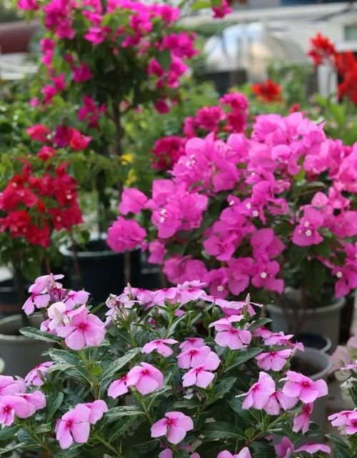 养三角梅，掌握养护四部曲，开花成球，持续爆盆！