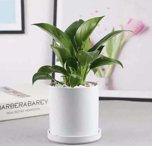 三种“吸毒花”,个个都是吉祥花,家里养一盆,呵护全家健康