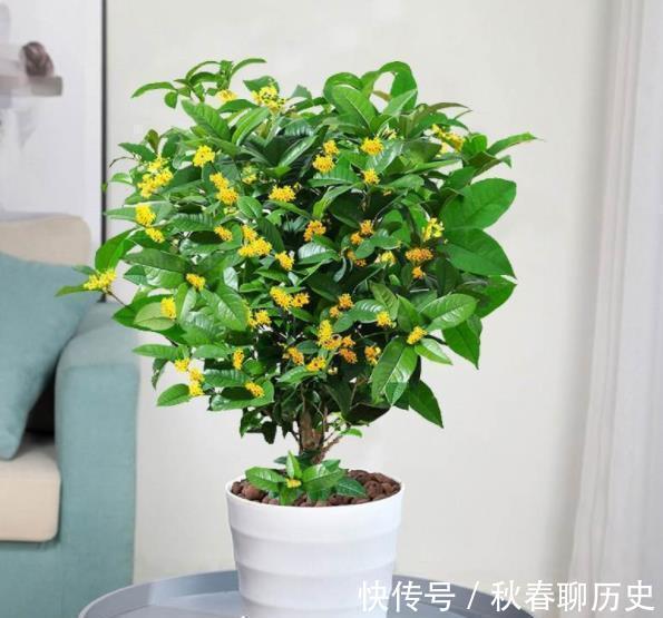 家中养3种“健康花”,种一次年年有花赏,花色鲜艳对身体好