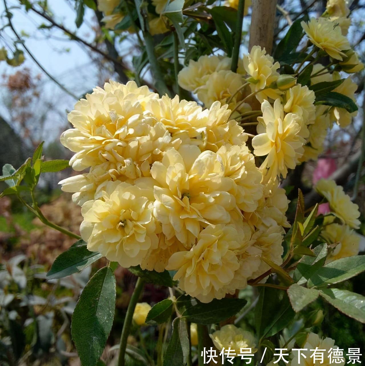 院内栽一株“惊艳时光”的爬藤花，俗称“第一香”，双季有花赏