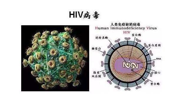 病毒|新型冠状病毒来自艾滋病毒人为改造这消息到底真实不真实
