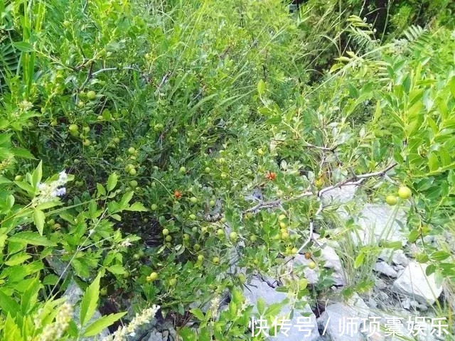 苹果|农村野果，连鸟儿也不吃，但一个营养顶75个苹果