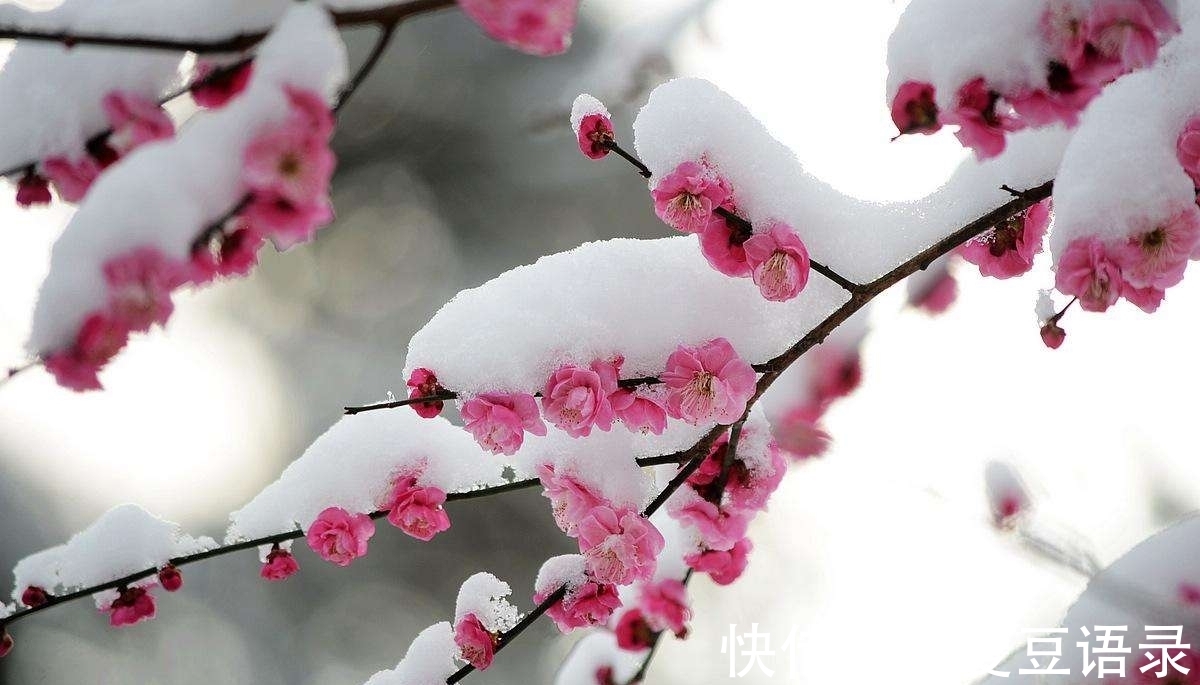 梅花#寒冬早梅诗四首,一树寒梅白玉条,疑是经冬雪未销