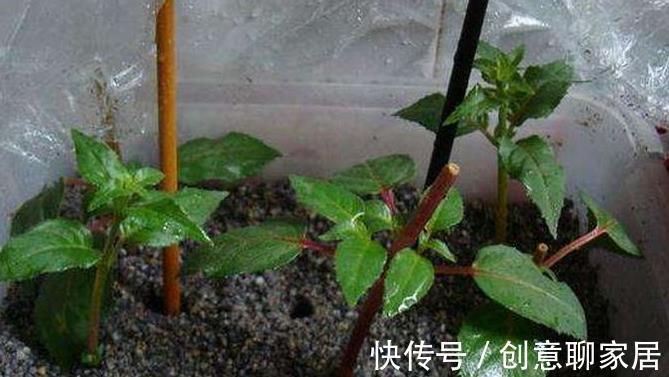 生根|9月“扦插”这些花，成活率高，长得快