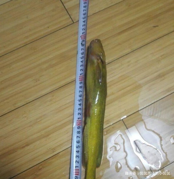 钓鱼人最“痛恨”的7类鱼,十个钓鱼人里面,有九个半是讨厌的