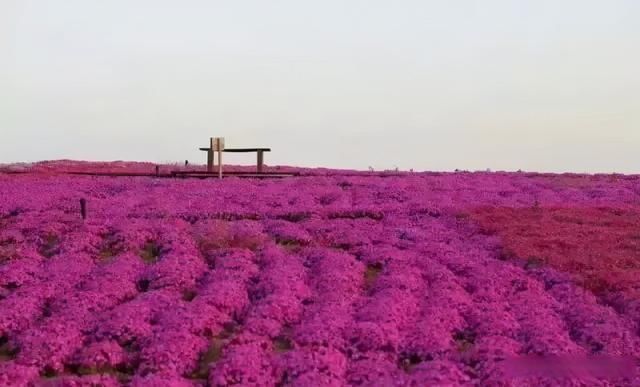 “我是你的光，带你去旅行”。淄博沂源沐心双马山首届芝樱花文化节开幕