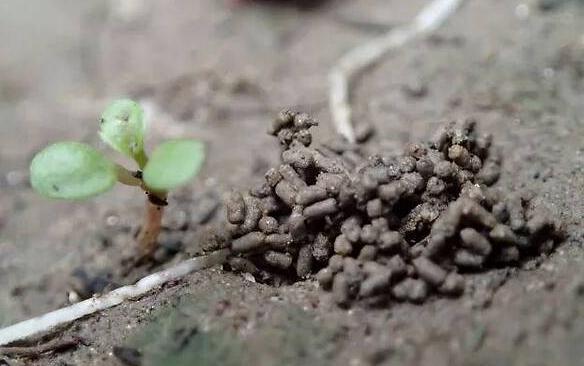 花友们|家庭养文竹,用对这3样东西,根叶越长越旺盛繁茂