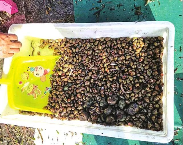 病菌|一盘田螺撂倒壮小伙，咋回事？夏季要小心这个病菌