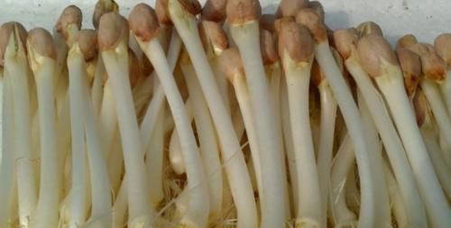  食物|爱美女性都在吃三种食物，营养丰富、延缓衰老，有益自身健康！