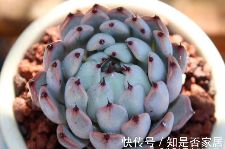 石莲属|可以很可爱,也可以很酷的爪系多肉——黑爪,你有没有养过?