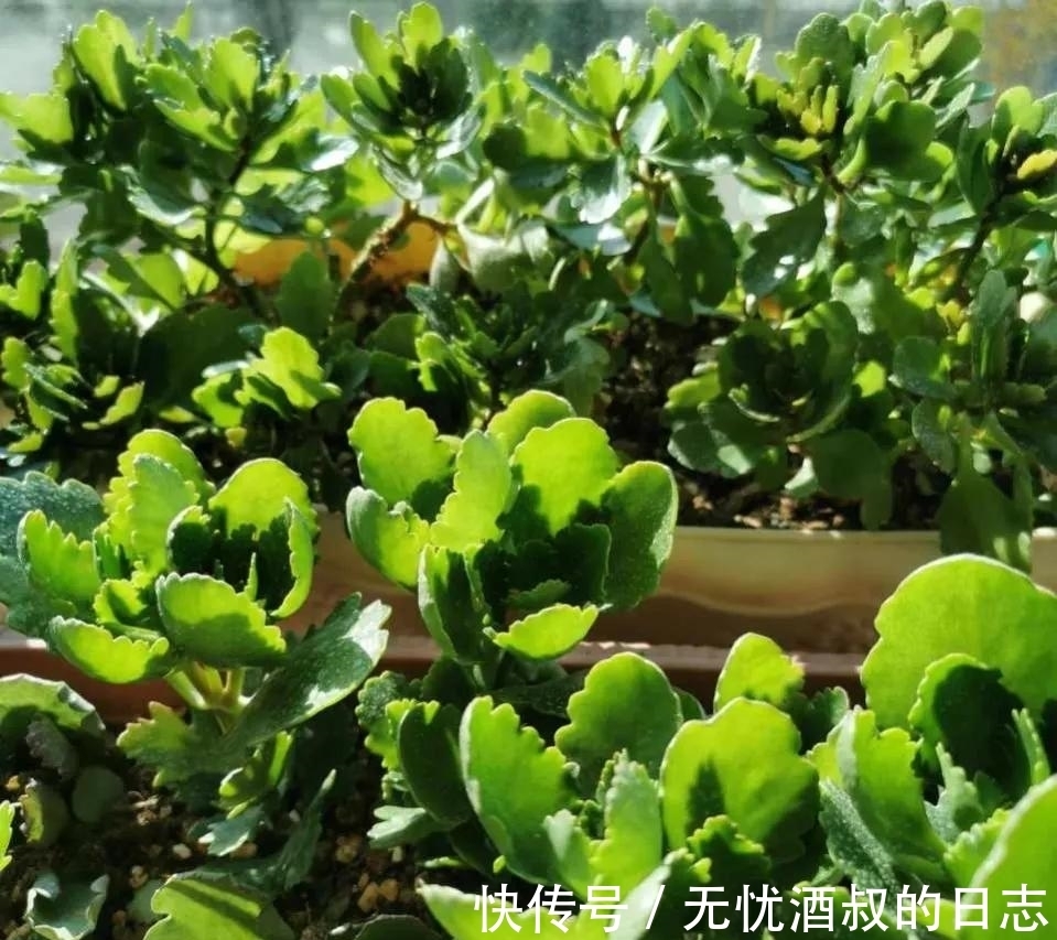 长寿花的3个催花小技巧,学会一个,花朵呼呼冒!