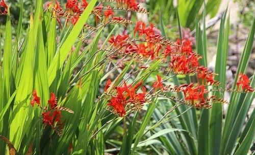 植物|极其少见的几种多年生开花植物,都是比较罕见的花卉