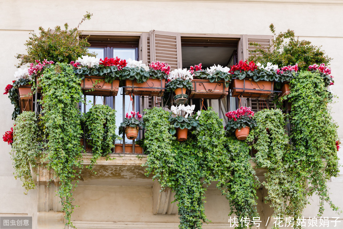 阳台|阳台养殖盆景花卉,7个原则要遵守,才能花开满阳台