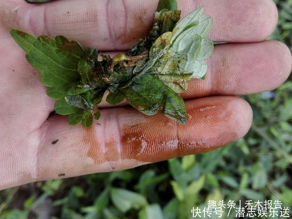 肝之草|农村一种野草,人称“肝之草”,是民间“养肝”良方,煲汤是一绝