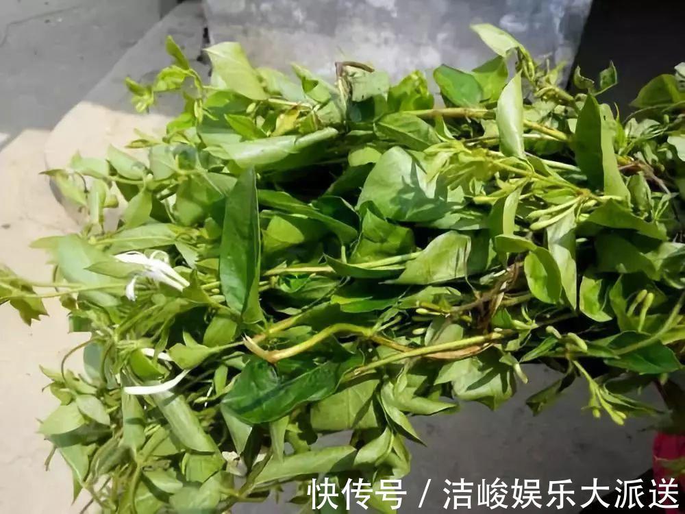 蚜虫|自制养花杀菌水，7天浇一勺，花不生虫不烂根