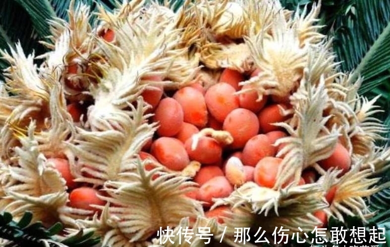 数据库|漂亮的有毒花,认识20种“大毒花”,涨知识不吃亏