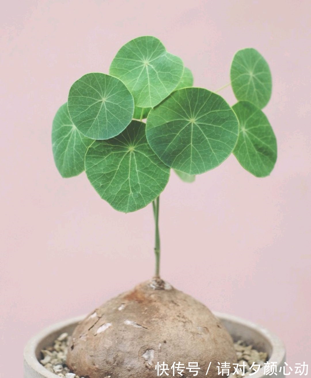 9种养不死的花，绿萝只能排最后，再养不活就剁手吧