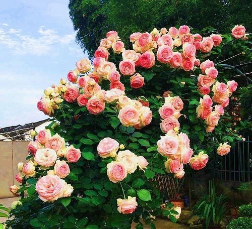 养了3年地月季花,花越开越小颜色原来越淡,教你几招快速恢复