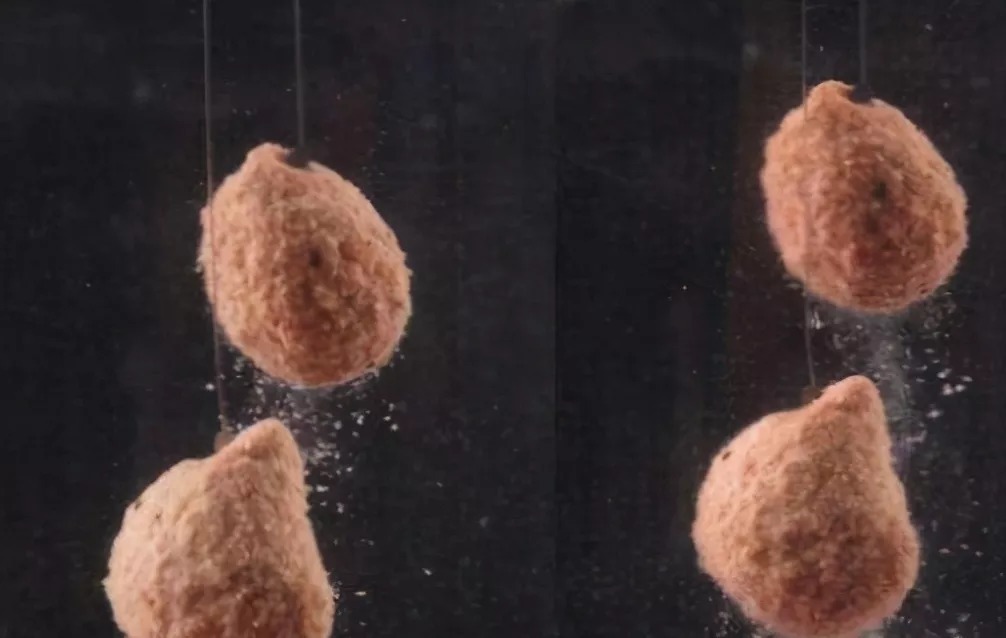 雾化|鲢鳙鱼原来这么易钓！用这个钓法，两个小时装满两个鱼护