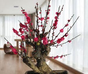 有个小院子，定要养棵耐寒花，一到冬天就开花，人人见了都夸美！