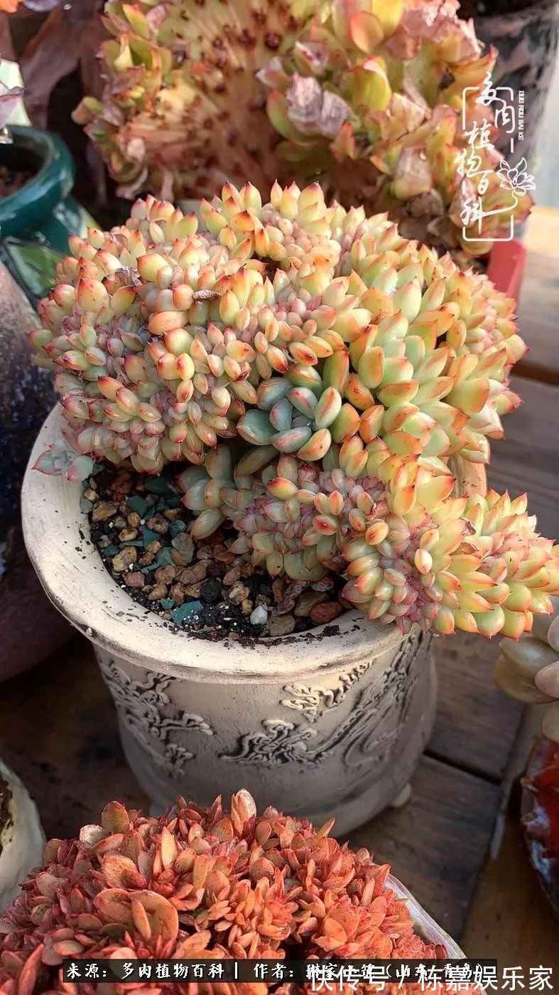 大棚|多肉住进暖棚,坦然越冬,放肆浇水,这个冬天有点甜!