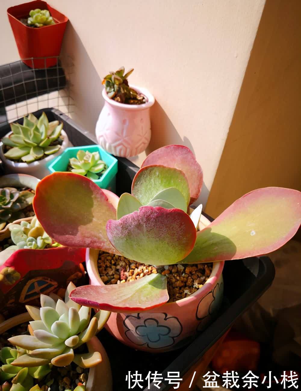 多肉珈蓝菜属，唐印、月兔耳、江户紫、落地生根、趣蝶莲、千兔耳