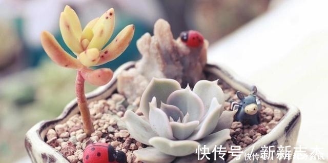 光照|养多肉常见的4个误区,养啥都不行,怪不得养不久!