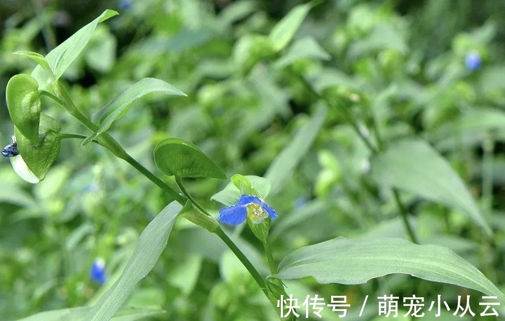 水稻|稻田里的“竹子”,曾是民间极品野菜,请不要错过了,炖肉很美味