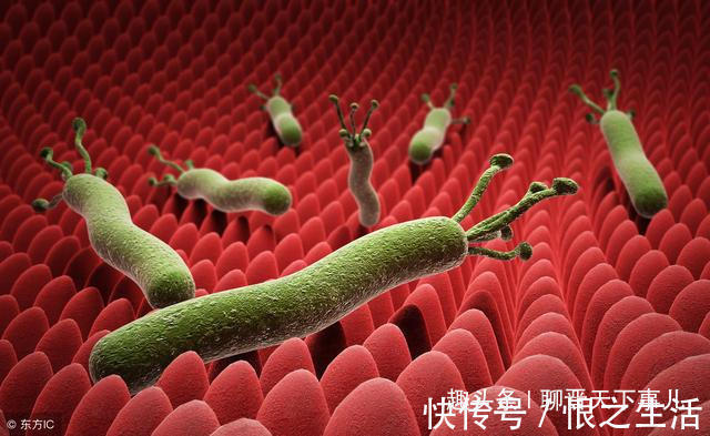 胃部|胃不好的人,喝水时放3粒,杀菌养胃,幽门螺杆菌“一扫而光”