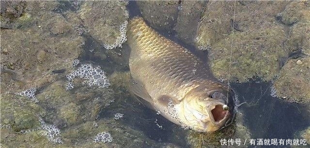 春天如何能钓到大鲫鱼