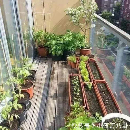 植株|盆栽“法宝”:收获前是“驱虫剂”,收获后可香料、可茶饮!
