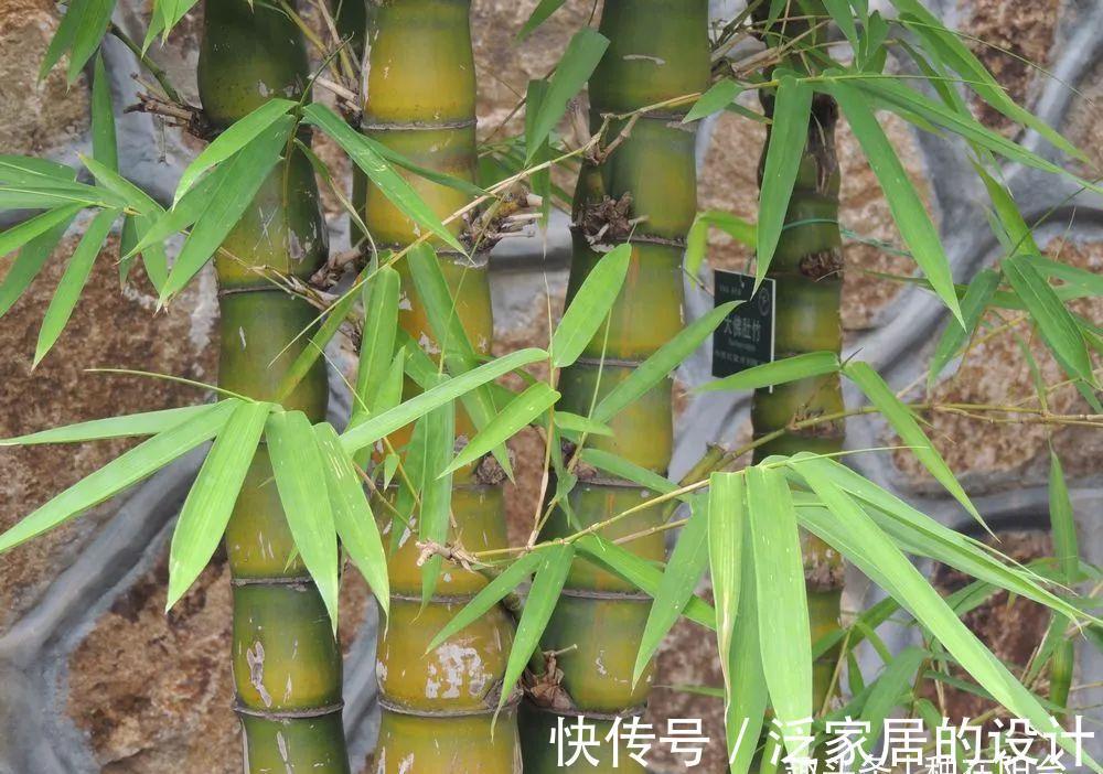这“胖竹子”真奇特，既有竹的风骨与品格，还胖起来真好看！