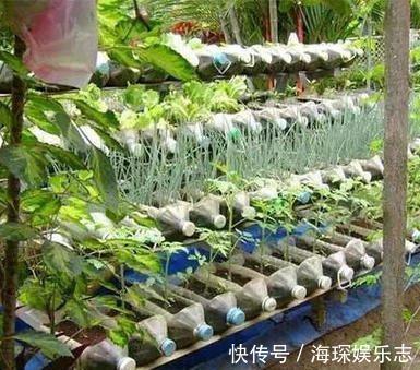 盆栽|4步教你盆栽小葱，又粗又“肥硕”，不用再去菜市场买啦