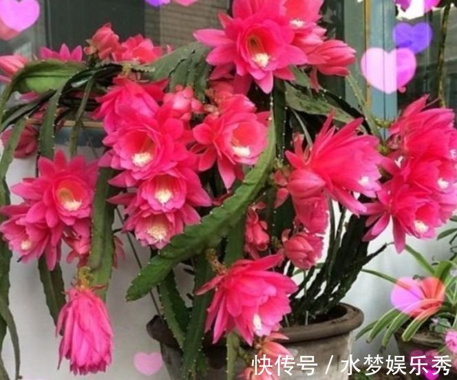 芹叶牡丹|开花最香的4种花,家里养一盆,满树都是花朵,漂亮极了