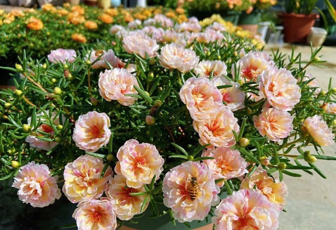 “最累”的8种花,花开连续几个月,一次开花几百朵