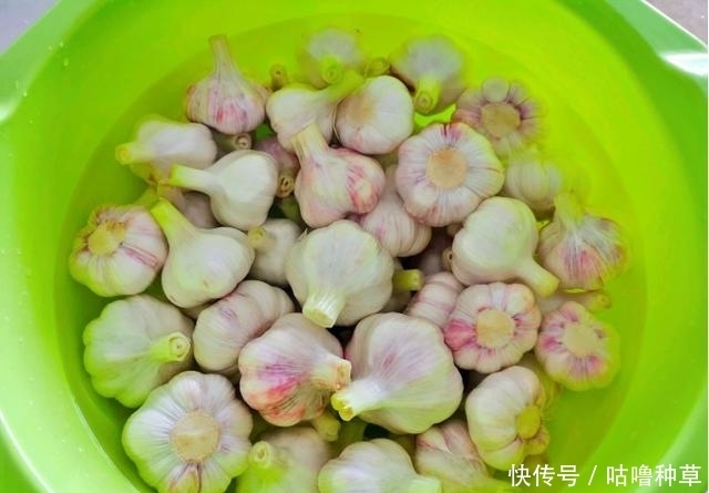 不再|学会这一小技巧,腌糖蒜不再难,不咸入味,色泽好看也耐存放