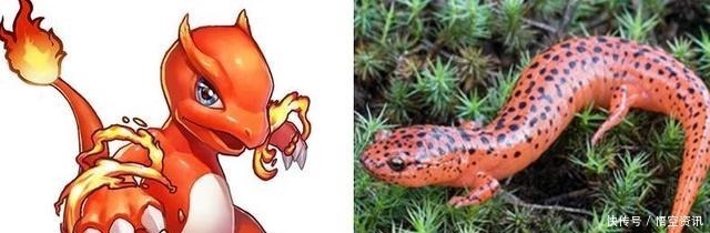 餐桌|当神奇宝贝来到现实世界,鲤鱼王即将上餐桌,绿毛虫毫无违和感